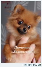 Немецкий Шпиц Миниатюрная девочка (мини)