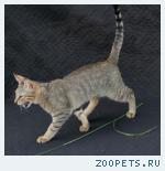 КОТИК породы Чаузи