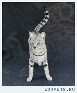 КОШЕЧКА  породы Саванна