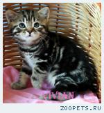 Британские котята мрамор из питомника VIVIAN