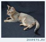 КОШЕЧКА  породы Чаузи