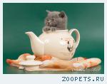 Голубые британские котята.
