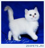 Эксклюзивные Британские серебристые шиншиллы