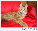 Котик мейн кун подрощенный