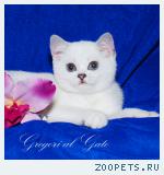 Эксклюзивные Британские серебристые шиншиллы синеглазки 