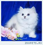 Эксклюзивные Британские длинношерстные  серебристые шиншиллы
