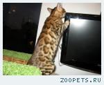 Красивые Бенгальские котята