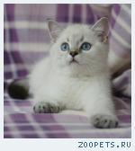 Британские котята