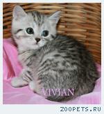 Британские котята вискас из питомника VIVIAN