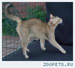 КОШЕЧКА  породы Чаузи