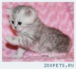 Британские котята вискас из питомника VIVIAN