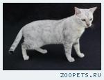 КОШЕЧКА  породы Саванна