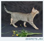 КОТИК породы Чаузи