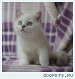Британские котята
