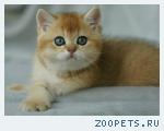 Британские котята