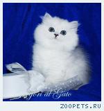 Эксклюзивные Британские серебристые шиншиллы