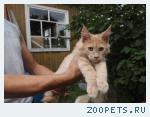 Котята мейн куны разного окраса