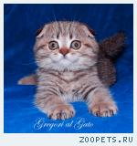Вислоухие золотые котята