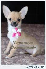 Чихуахуа очаровательные щенки 