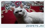 Найден белый кот