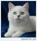 Британские котята