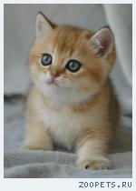 Британские котята