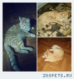 Найден Рыжий кот г Химки