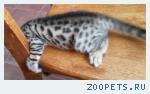 Бенгальские котята