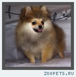 Померанский шпиц