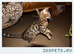 Бенгальские котята