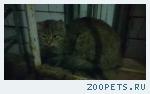 Найдена кошка(кот)!!