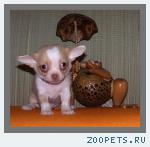 Чихуахуа  щенки