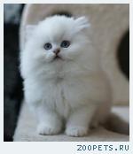 Британские котята