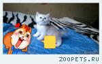 продаю