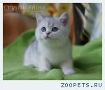 Британские котята